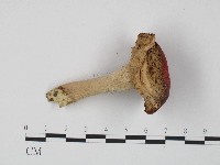 紅菇屬藏品圖，第4張
