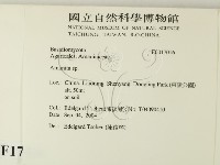 鵝膏屬藏品圖，第2張