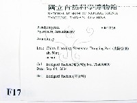 鵝膏屬藏品圖，第3張