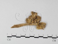 鵝膏屬藏品圖，第4張