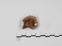 紅菇屬藏品圖，第3張