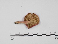 紅菇屬藏品圖，第3張