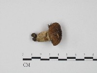 紅菇屬藏品圖，第1張