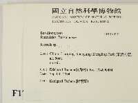 紅菇屬藏品圖，第2張