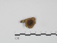 紅菇屬藏品圖，第1張