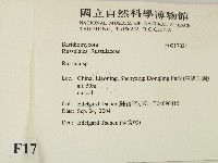 紅菇屬藏品圖，第2張