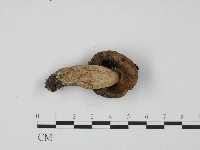 紅菇屬藏品圖，第3張