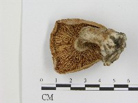 登錄號:F0017022藏品圖，第3張