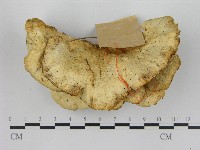 登錄號:F0017023藏品圖，第3張