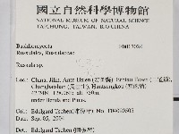 紅菇屬藏品圖，第2張