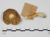 紅菇屬藏品圖，第3張