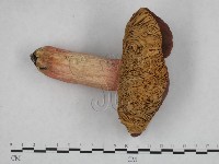 登錄號:F0017025藏品圖，第1張