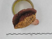 登錄號:F0017025藏品圖，第3張