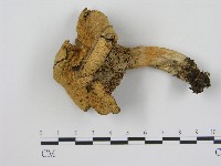 登錄號:F0017026藏品圖，第1張