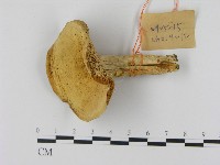 乳菇屬藏品圖，第1張