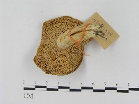 乳菇屬藏品圖，第3張