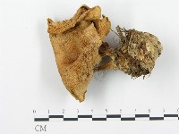 登錄號:F0017029藏品圖，第3張