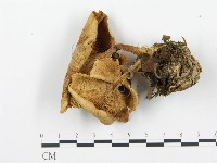 登錄號:F0017029藏品圖，第4張