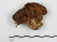 登錄號:F0017030藏品圖，第1張