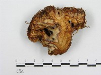 登錄號:F0017030藏品圖，第3張