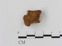 登錄號:F0017031藏品圖，第1張