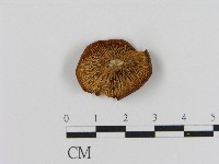 登錄號:F0017031藏品圖，第3張