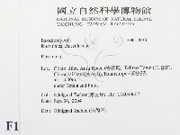 紅菇屬藏品圖，第2張