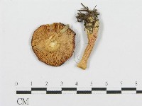 紅菇屬藏品圖，第3張