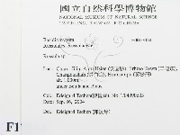 紅菇屬藏品圖，第2張