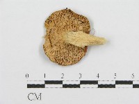 紅菇屬藏品圖，第3張