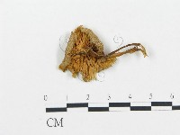 杯傘屬藏品圖，第1張