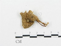 杯傘屬藏品圖，第3張