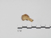 紅菇屬藏品圖，第3張