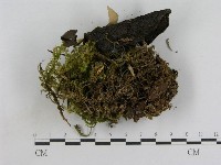 登錄號:F0017038藏品圖，第3張