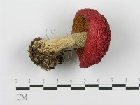 紅菇屬藏品圖，第3張