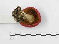 紅菇屬藏品圖，第4張