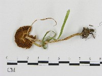 登錄號:F0017040藏品圖，第1張