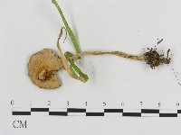 登錄號:F0017040藏品圖，第3張