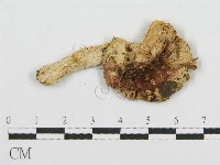 紅菇屬藏品圖，第1張