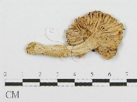 紅菇屬藏品圖，第3張