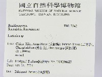 乳菇屬藏品圖，第2張