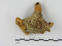 乳菇屬藏品圖，第1張