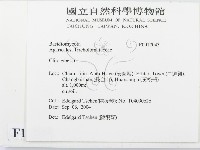 杯傘屬藏品圖，第2張
