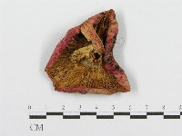 紅菇屬藏品圖，第3張