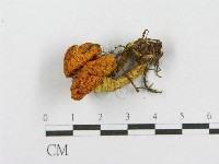 登錄號:F0017046藏品圖，第3張