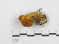 登錄號:F0017046藏品圖，第4張