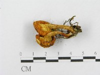 登錄號:F0017046藏品圖，第5張