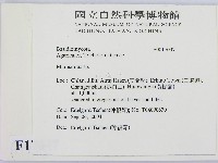 小皮傘屬藏品圖，第2張