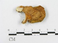 登錄號:F0017048藏品圖，第1張