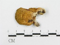 登錄號:F0017048藏品圖，第3張